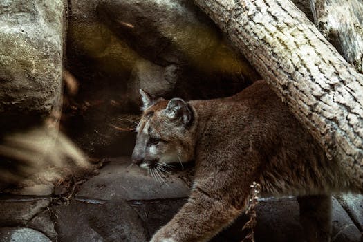 Close-up of a cougar prowling through rocky terrain, highlighting its grace and power.