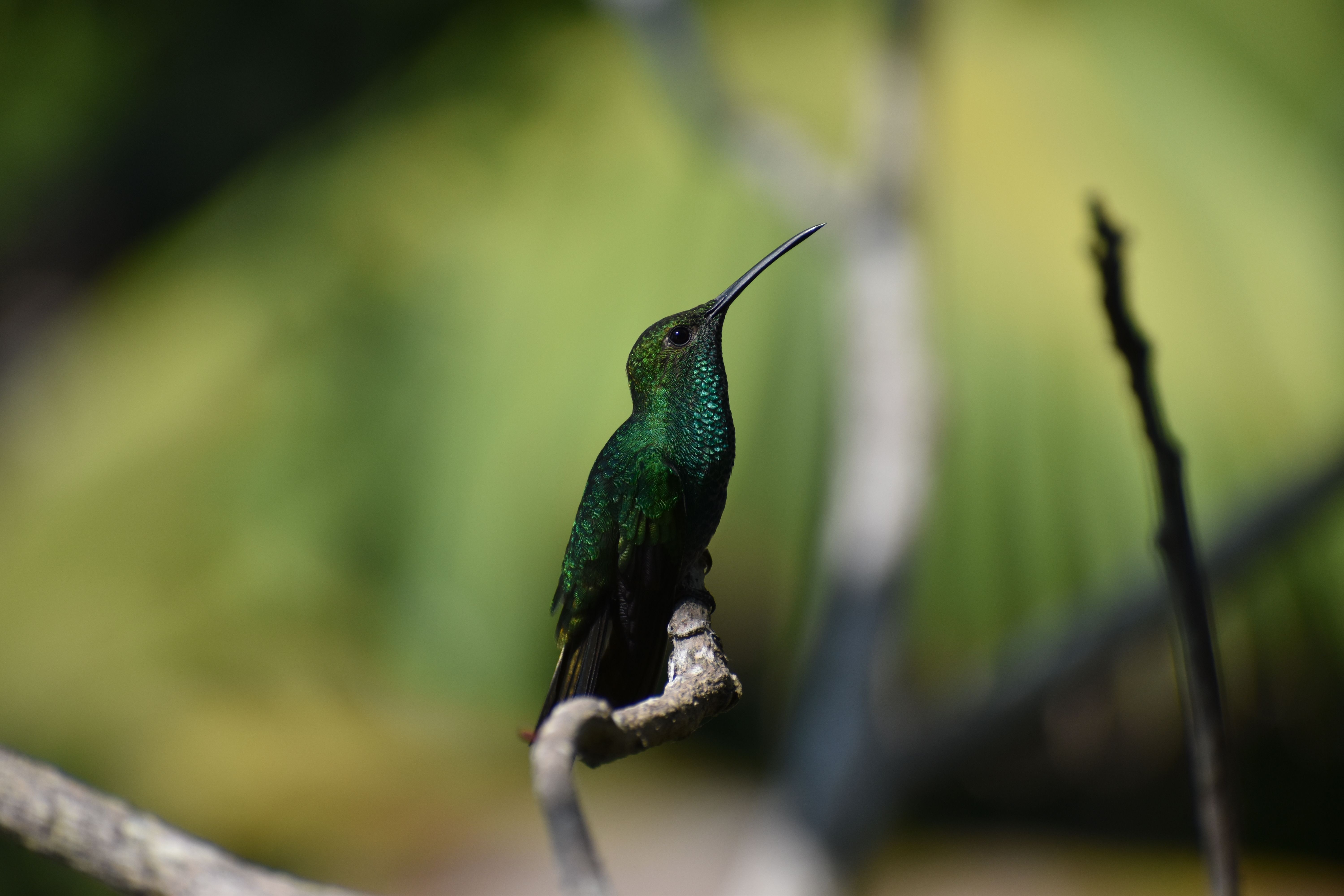 minca colombia mountains coffee bird watching sierra nevada landscape
