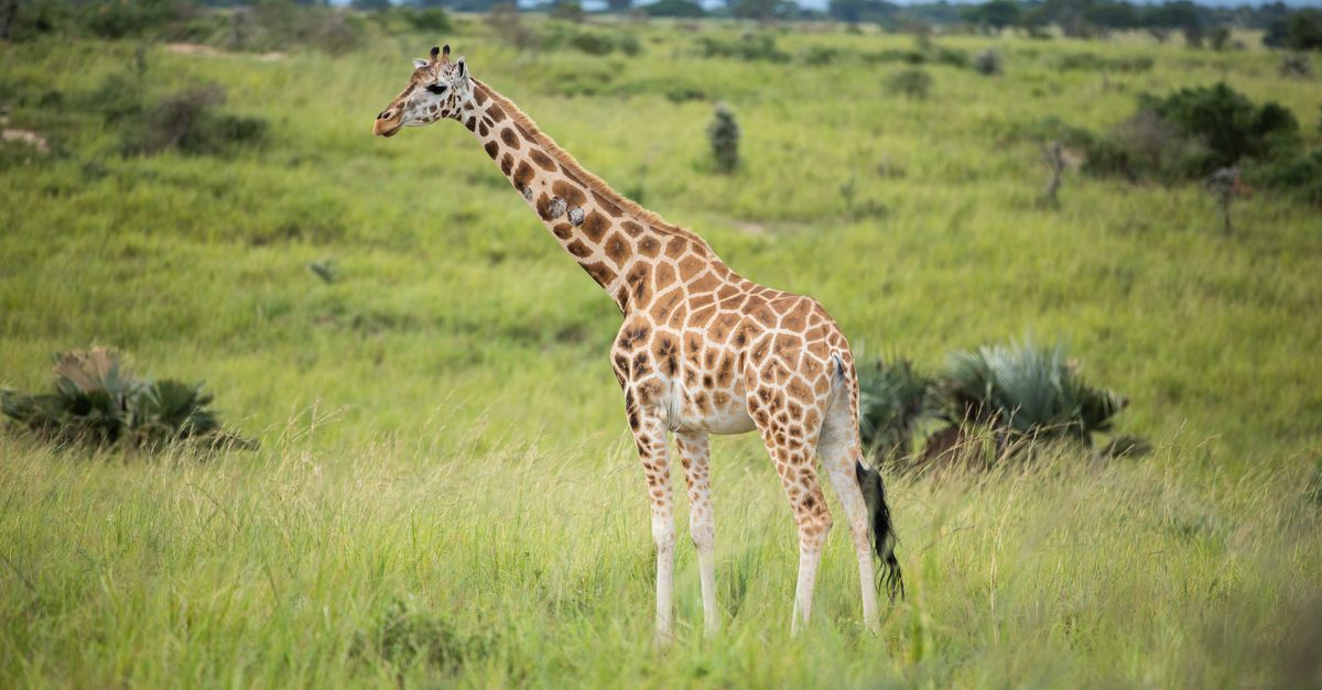 Giraffe In African Savanna Landscape Free Stock Photo giraffe-in-african-savanna-landscape-free-stock-photo