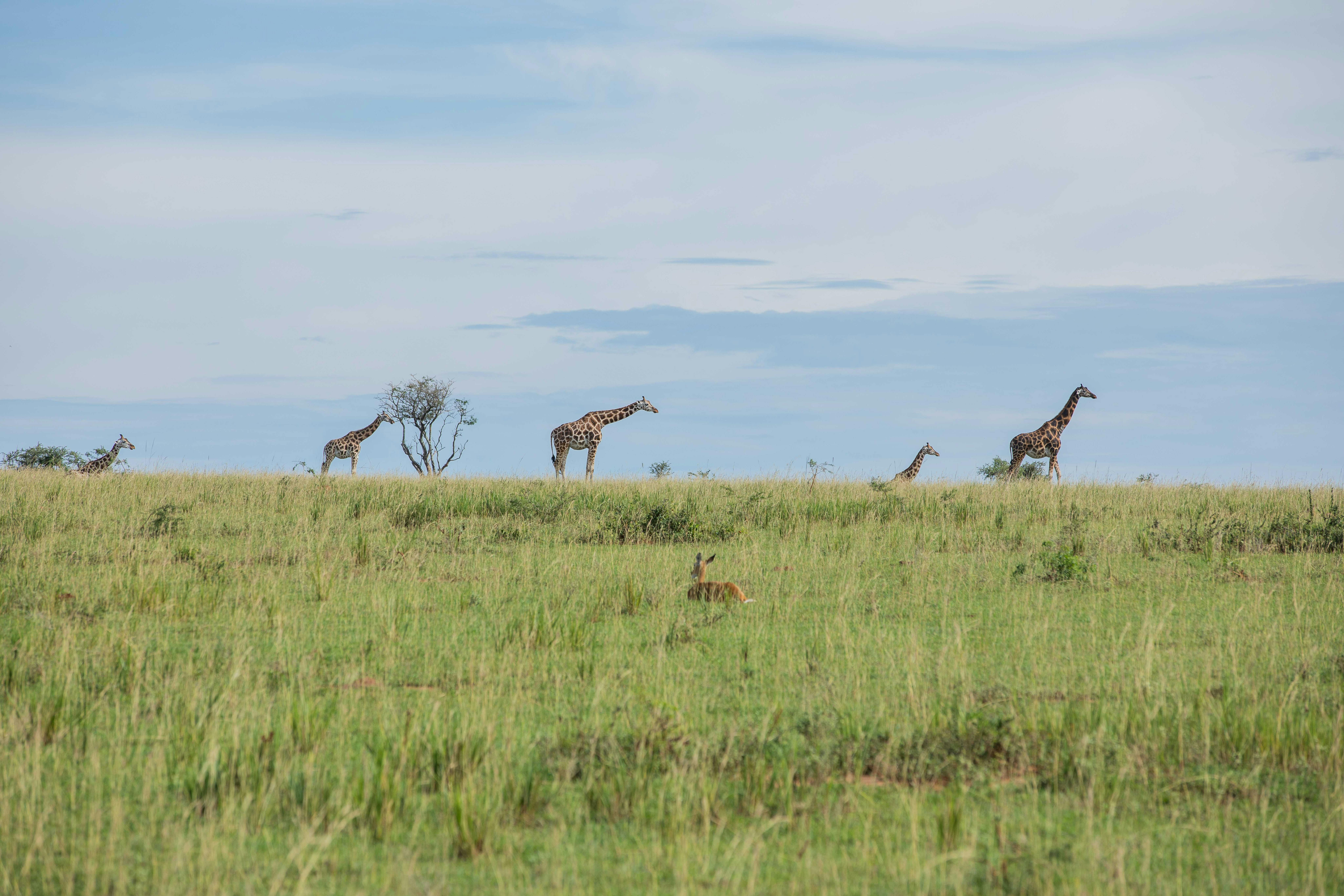 A serene landscape with giraffes roaming the savanna under a blue sky, embodying African wildlife.