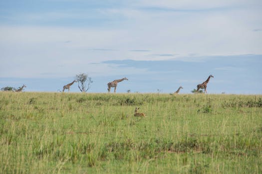 A serene landscape with giraffes roaming the savanna under a blue sky, embodying African wildlife.