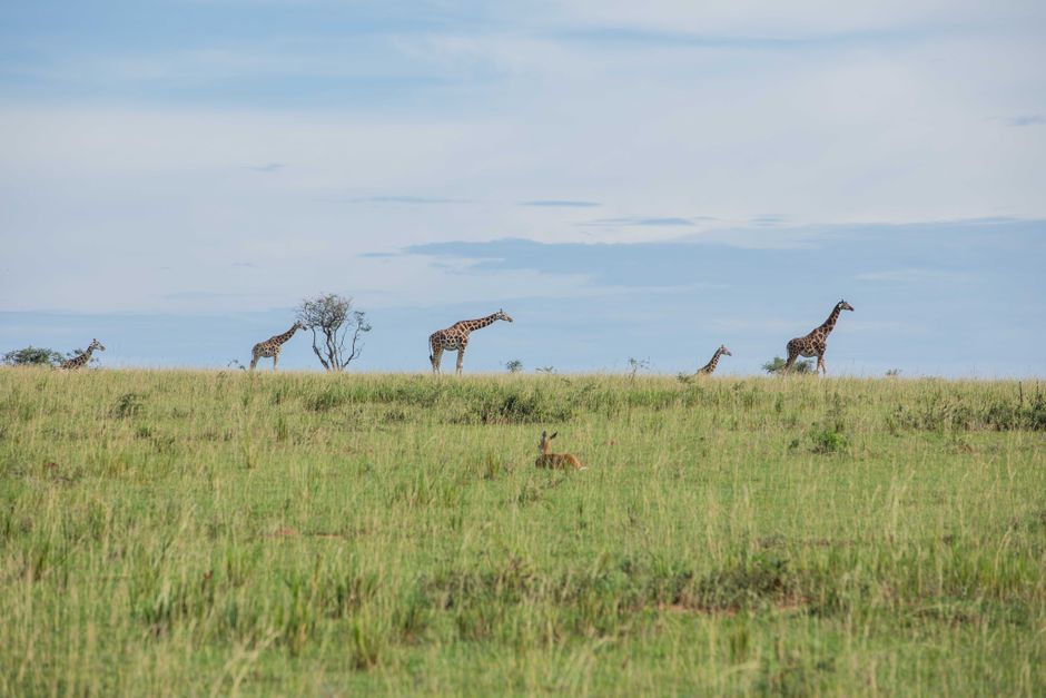 A serene landscape with giraffes roaming the savanna under a blue sky, embodying African wildlife.