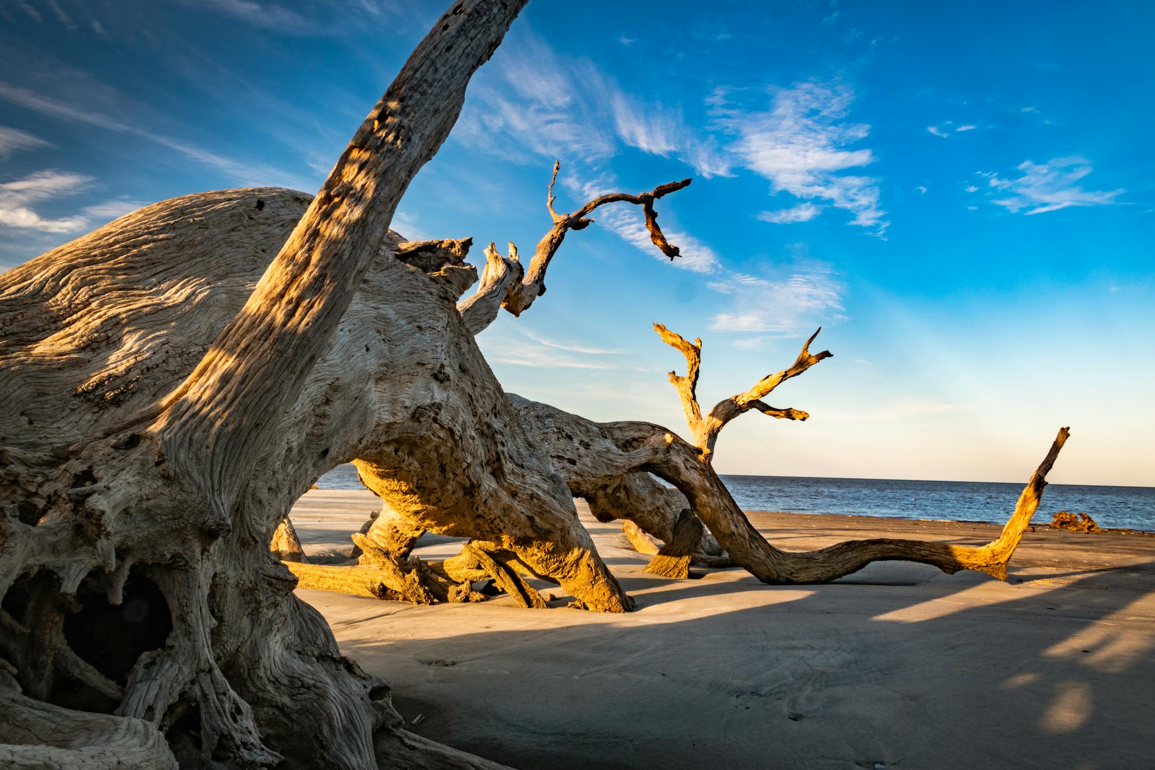 free photo of dramatic driftwood at sunset on jekyll island beach