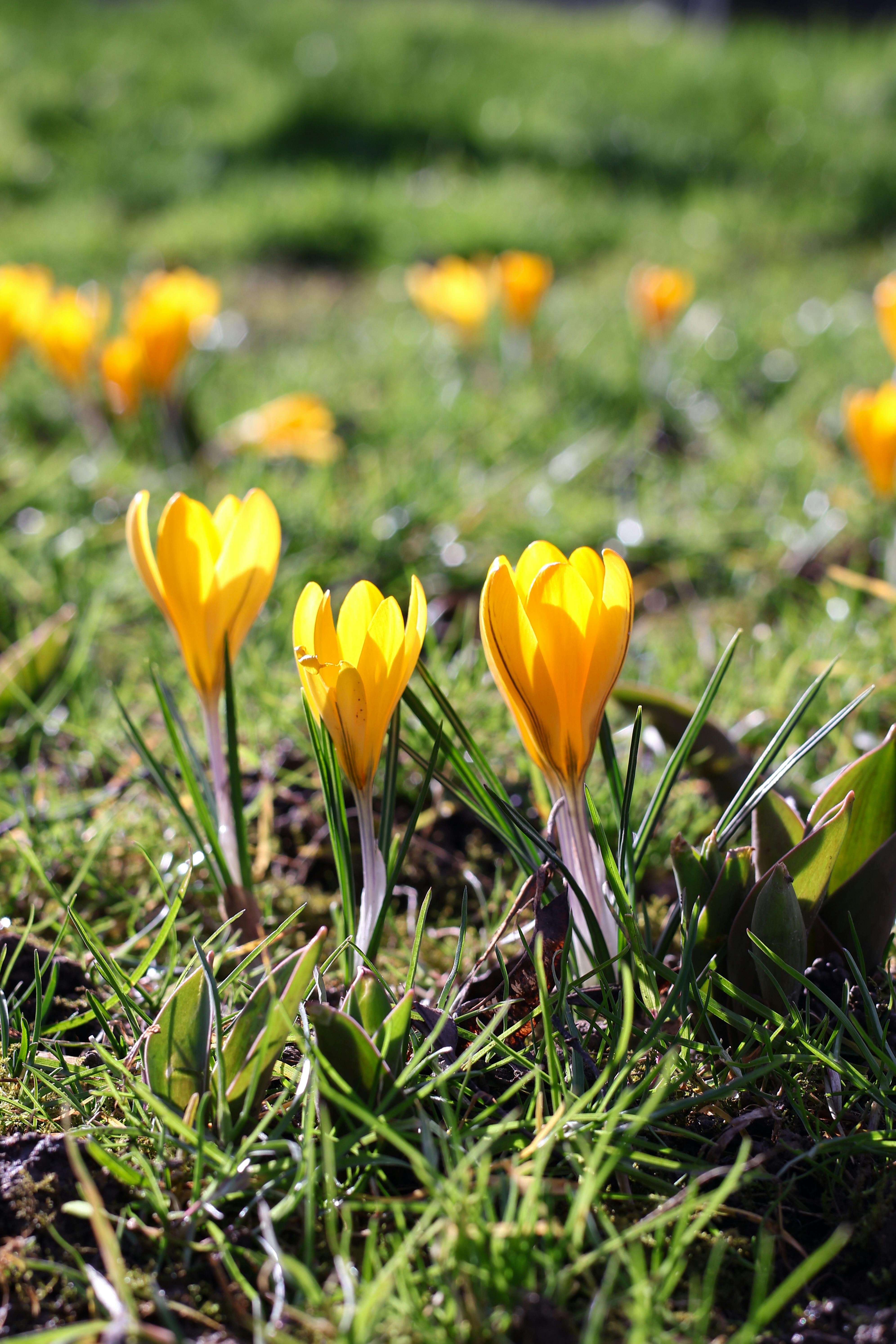 [ColoSach]-bright-yellow-crocus-flowers-blooming-in-a-lush-green-meadow-during-spring.