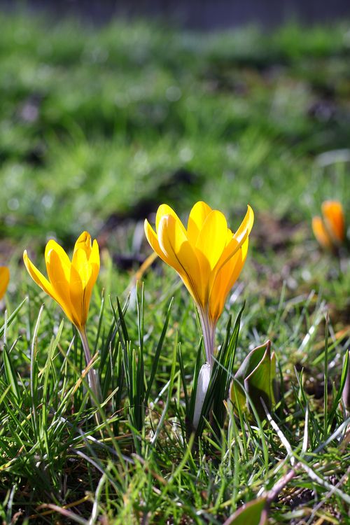 Free Bright yellow crocus flowers blooming in green grass during the spring season. Stock Photo