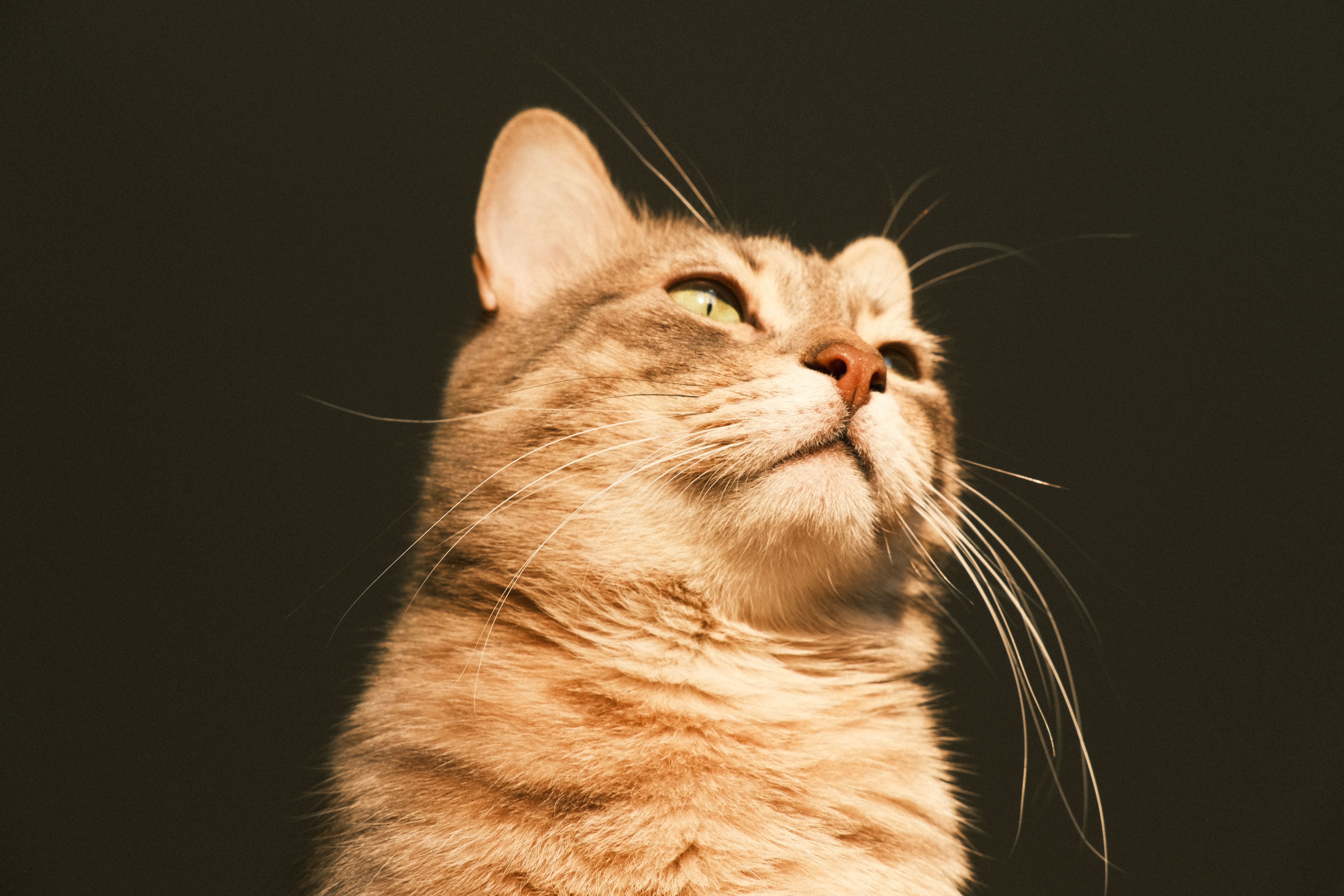 Veterinary care for a cat