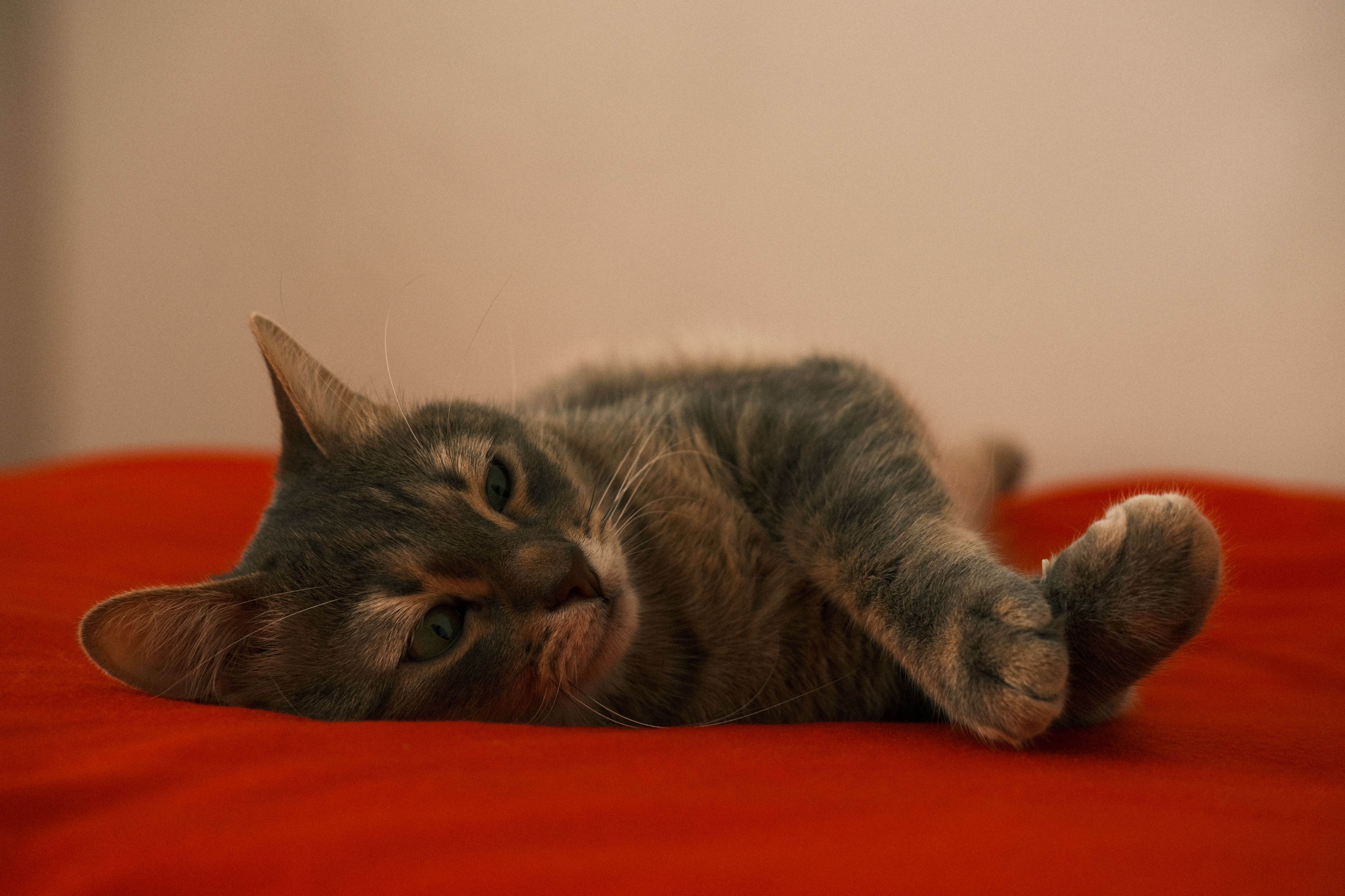 Healthcare and wellness consultation for a cat