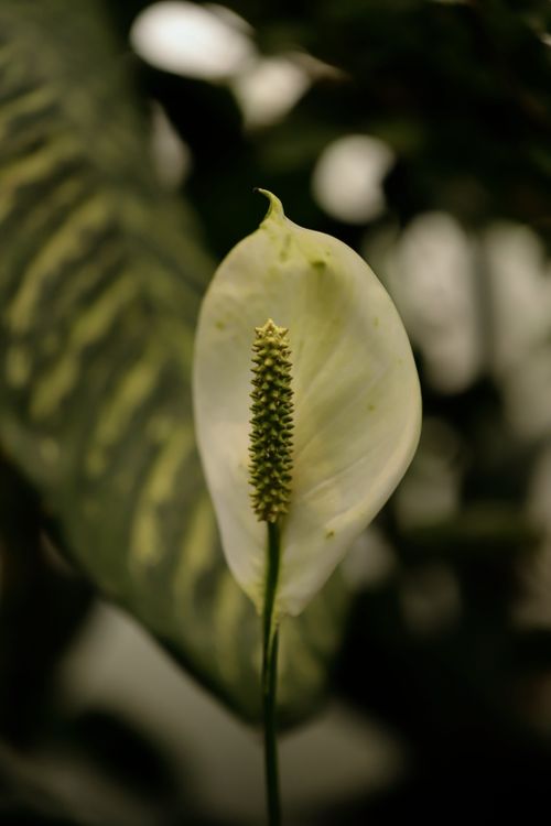 Free Intimate shot of a white peace lily flower with lush green leaves indoors. Stock Photo