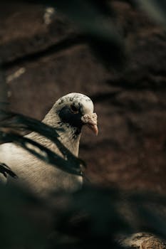 A serene close-up of a pigeon amidst foliage, conveying a peaceful, natural vibe.