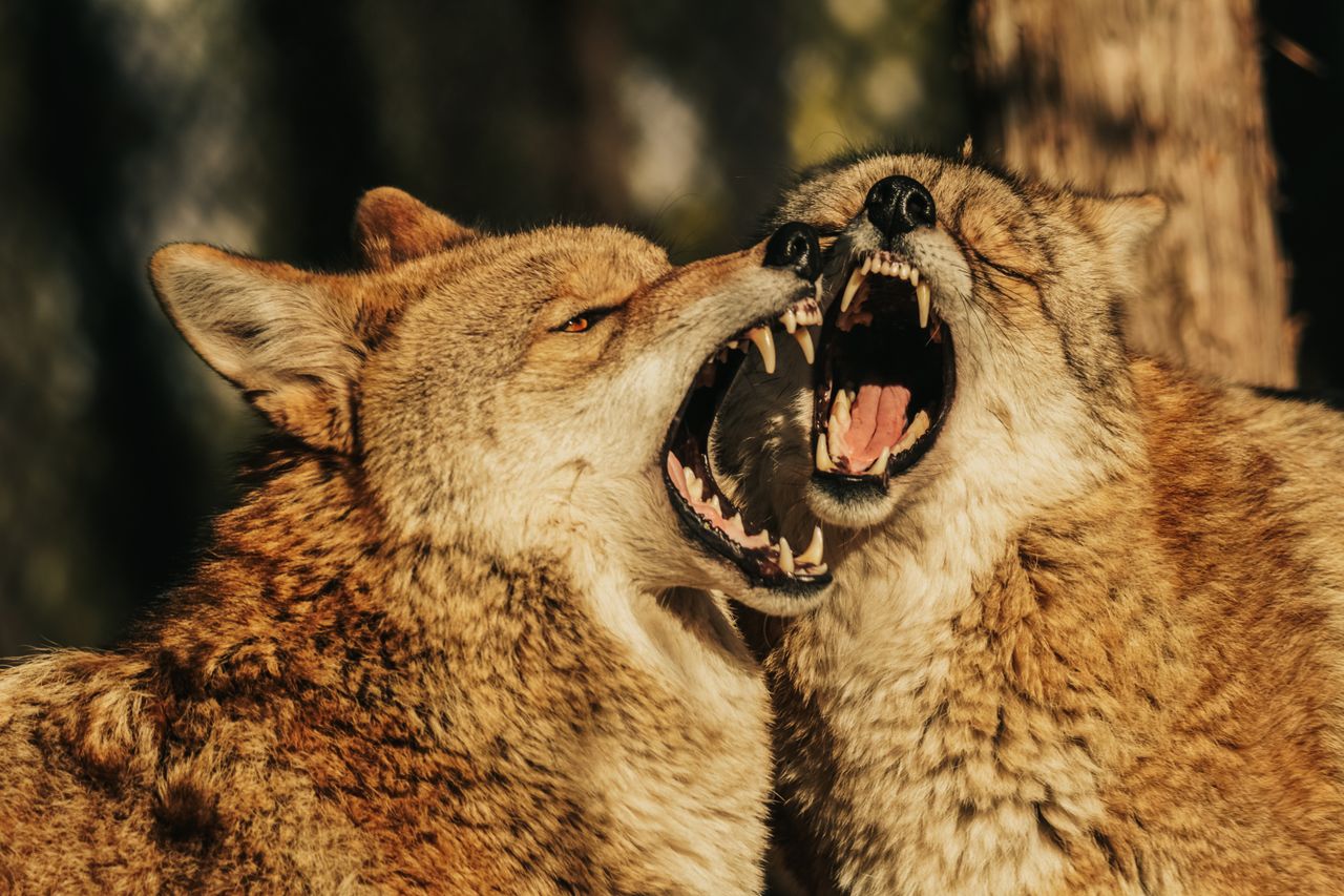 close up of two coyotes with open mouths engaged in a playful but fier