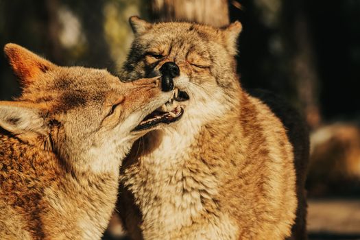 Two coyotes playfully interacting in an outdoor setting under sunlight.