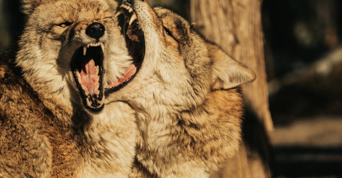 AI解碼狼嚎:科學家如何用人工智慧揭開狼群溝通秘密,2025年生態保育新革命? AI解碼狼嚎:科學家如何用人工智慧揭開狼群溝通秘密,2025年生態保育新革命?