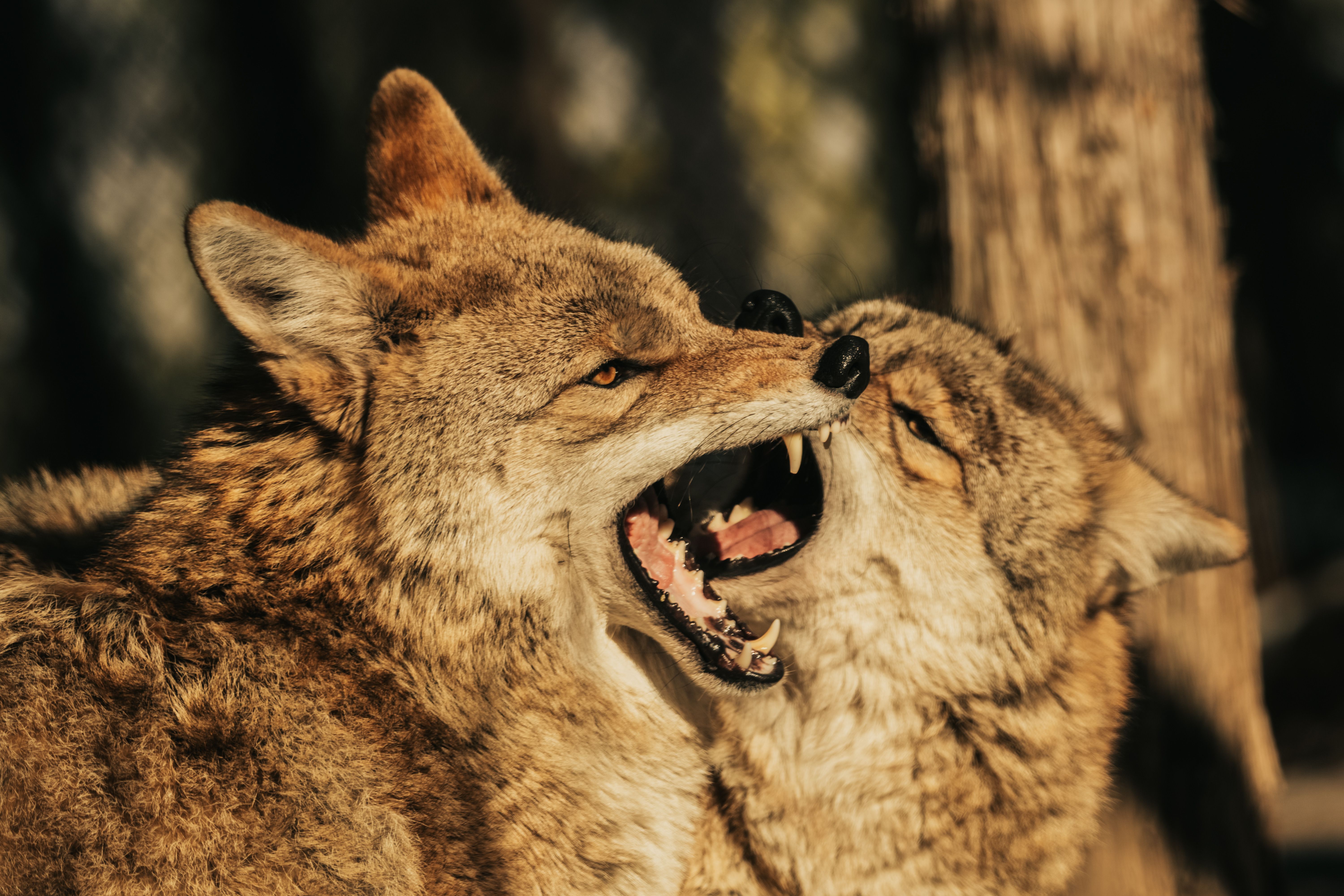 Sunday Sports: Watertown Wolves announce new coach, general manager — Photo by Caleb Falkenhagen on Pexels