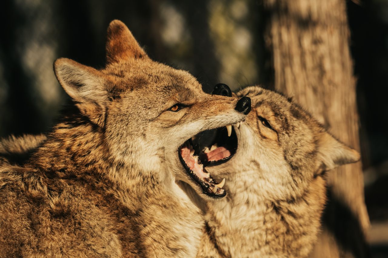 two coyotes playfully engage showcasing natural behaviors in the wild