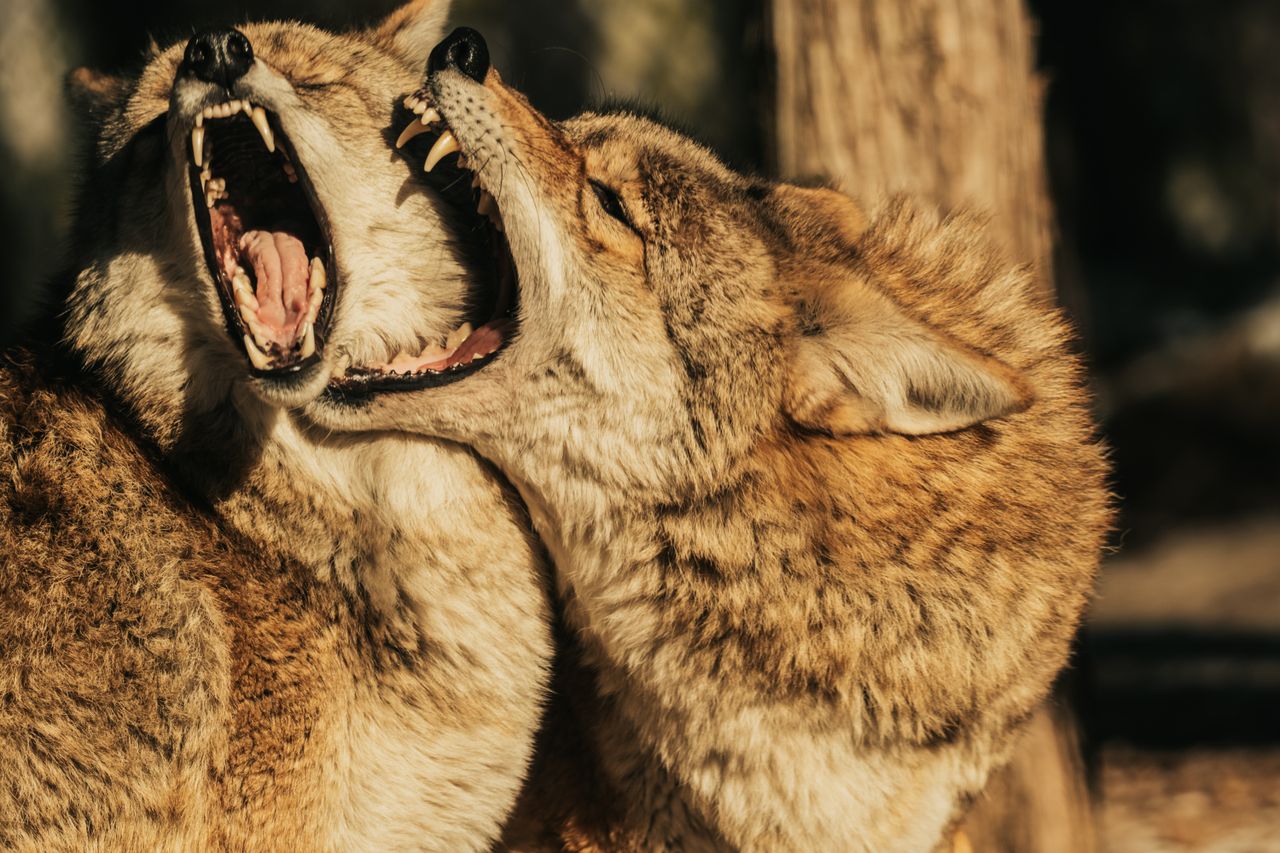 two coyotes showcasing affection and interaction in their natural habi