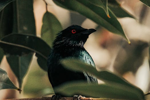 A mysterious black bird with striking red eyes perched amid lush leaves in the jungle.