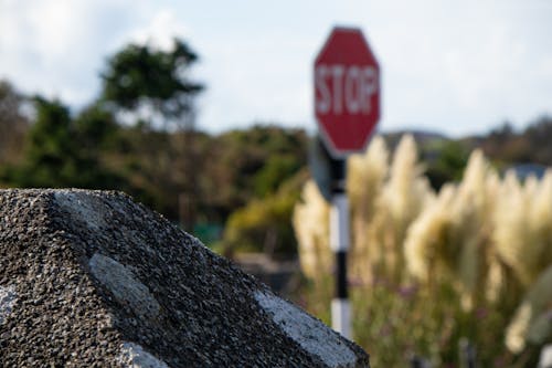 Free stock photo of blurry background, forest, stone