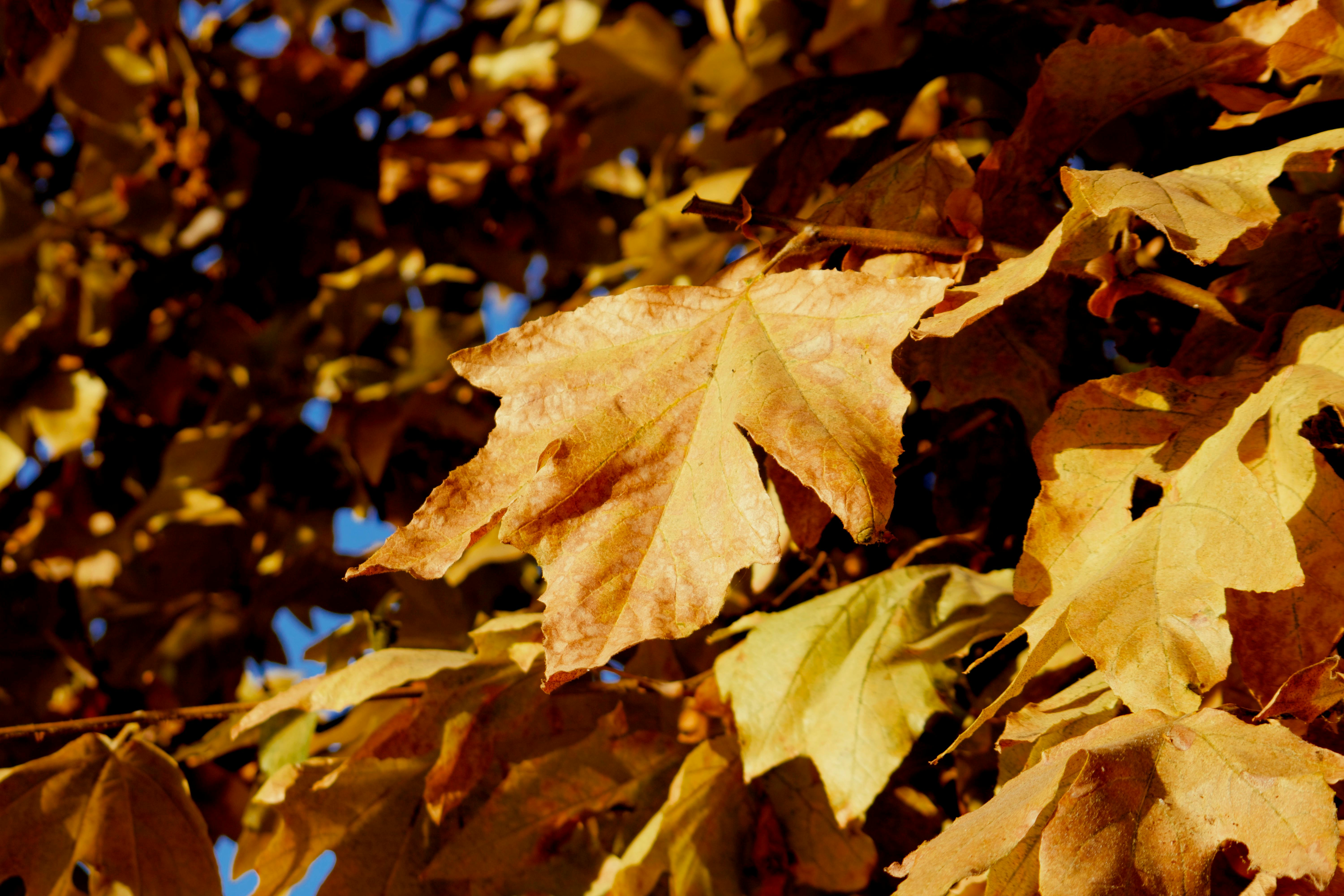 autumn colors leaves
