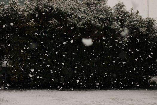 Capturing gentle snowfall over lush, snow-covered greenery in winter.