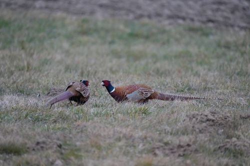 Free Two pheasants interact in a grassy field, showcasing colorful plumage. Stock Photo