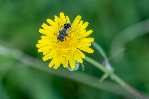 Free A bee on a vibrant yellow flower, capturing the essence of nature and pollination. Stock Photo