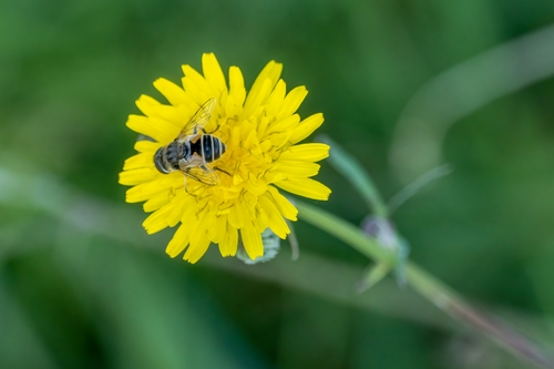 Free Close-up of a bee on a vibrant yellow flower in a green field, showcasing nature's delicate balance. Stock Photo