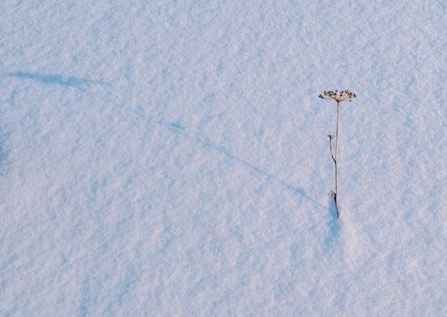 A solitary plant casts a shadow on a snowy field under a clear winter sky.