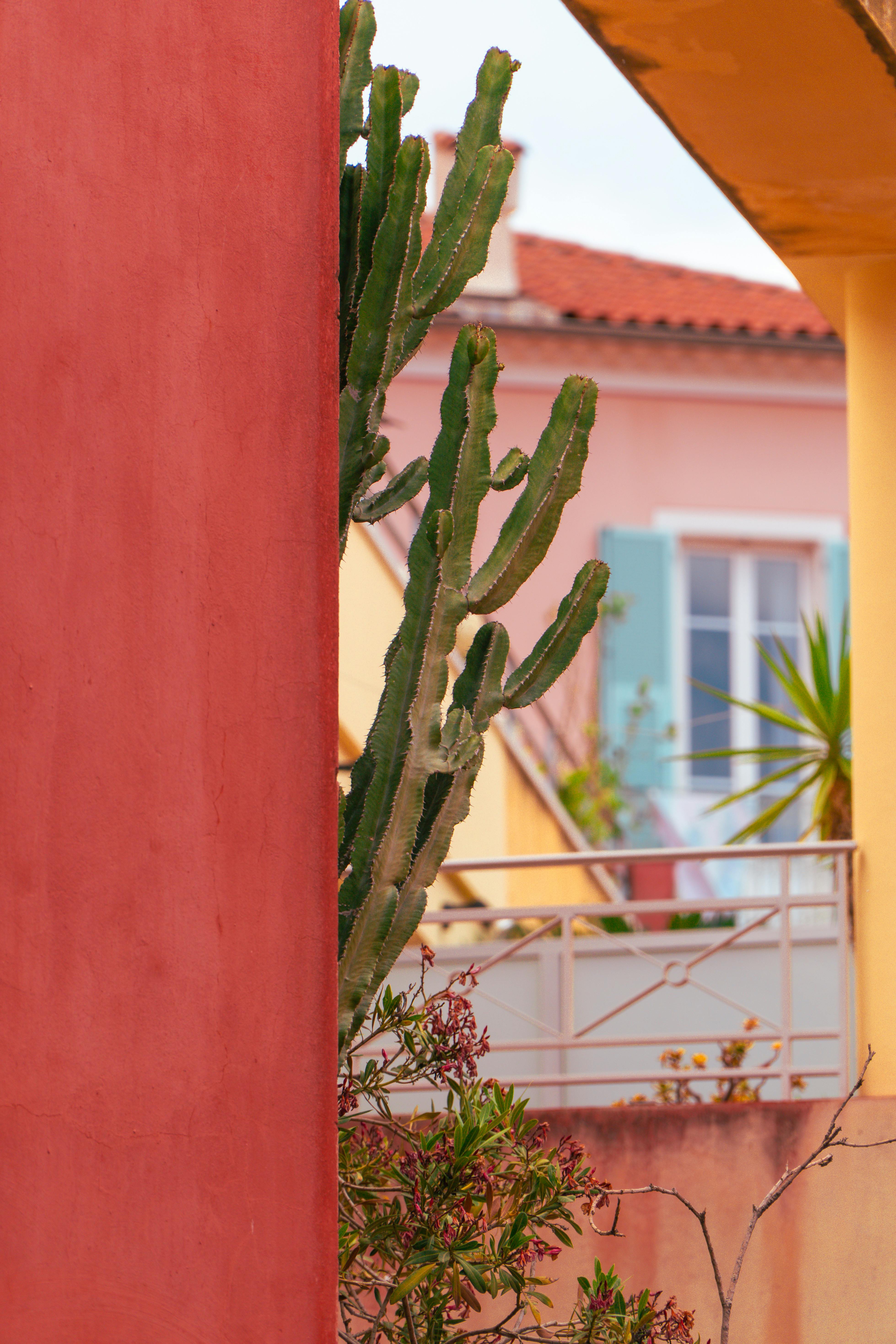 vibrant cactus in french mediterranean urban scene