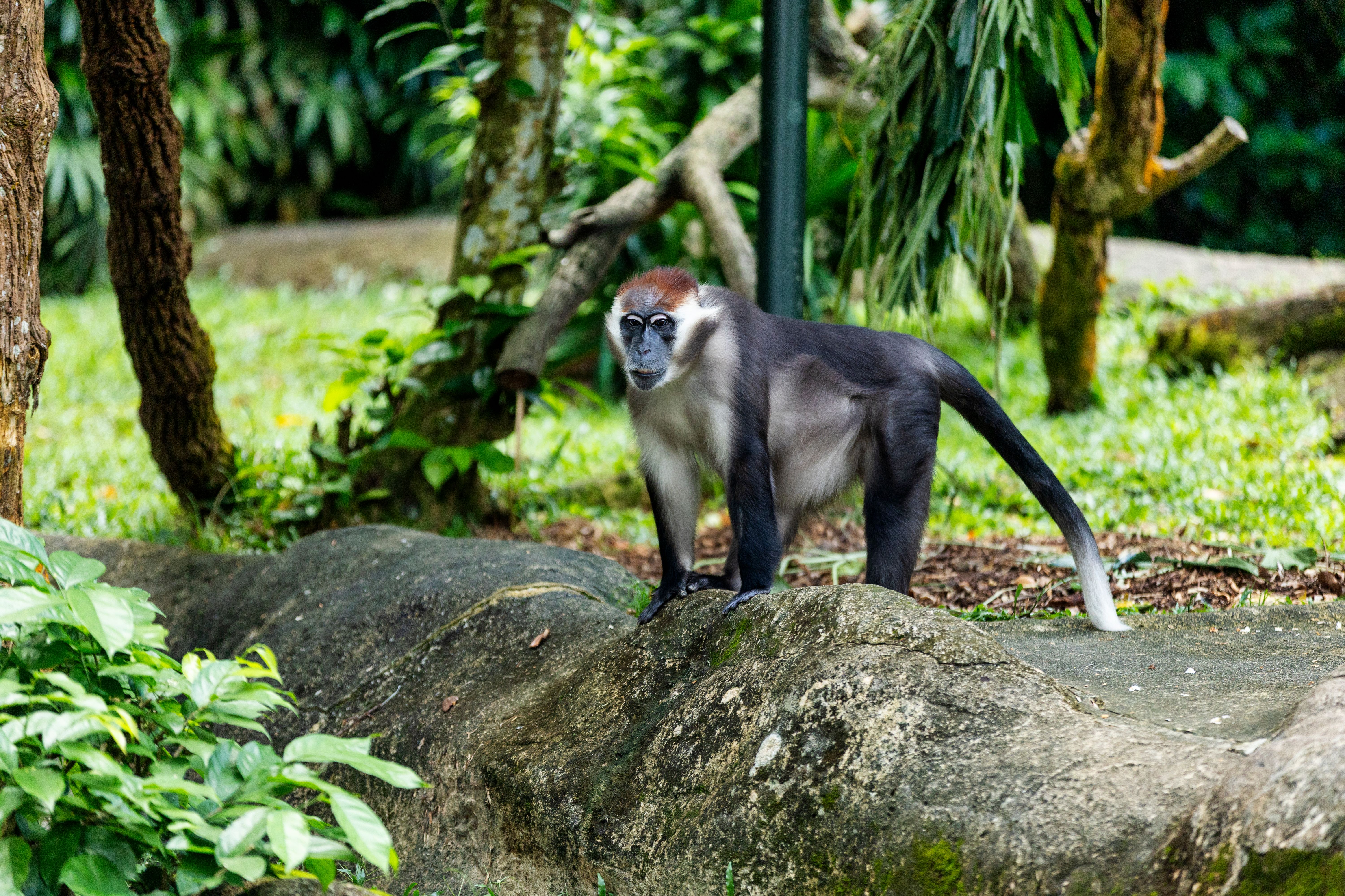 Red-capped Mangabey in Lush Jungle Habitat · Free Stock Photo