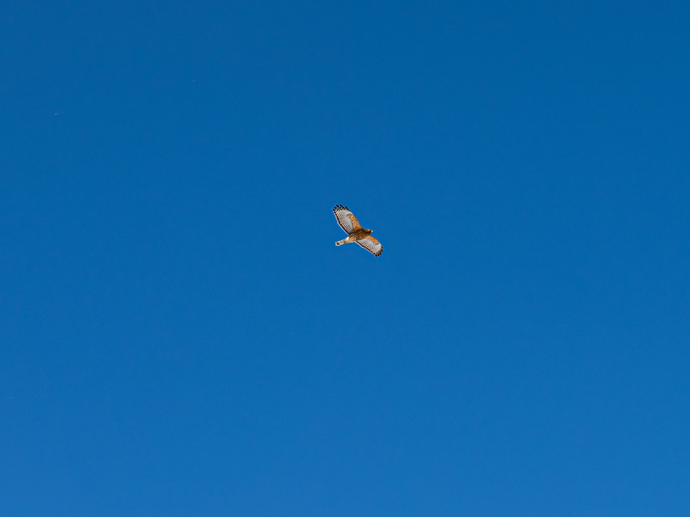 Soaring Hawk in Clear Blue Sky Over Pittsburgh · Free Stock Photo