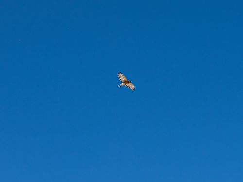 Free A hawk majestically soars across a vibrant blue sky, showcasing nature's beauty above Pittsburgh. Stock Photo