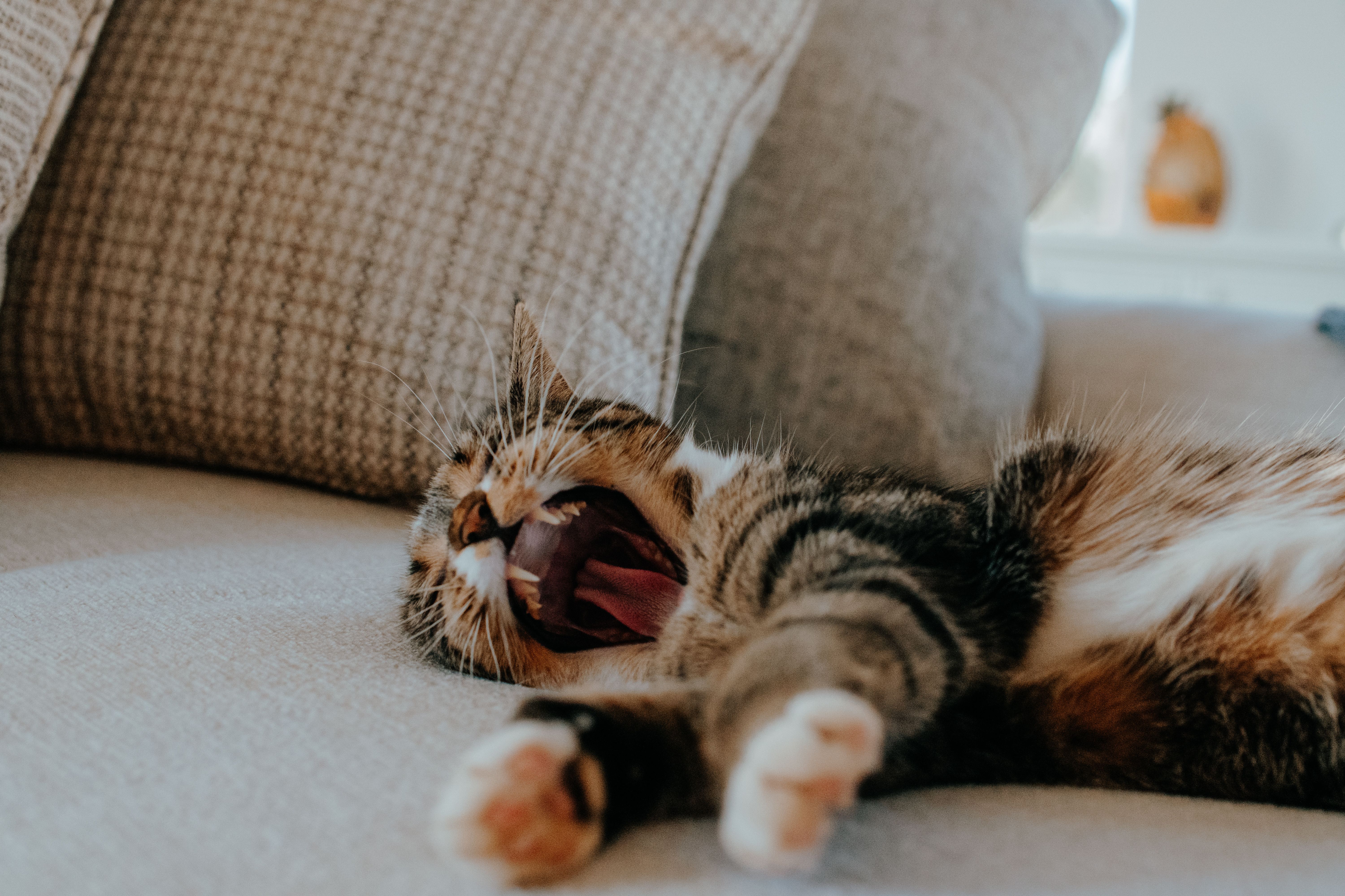 Best Pet Insurance in West Virginia for 2026 — Photo by Eric Joseph on Pexels