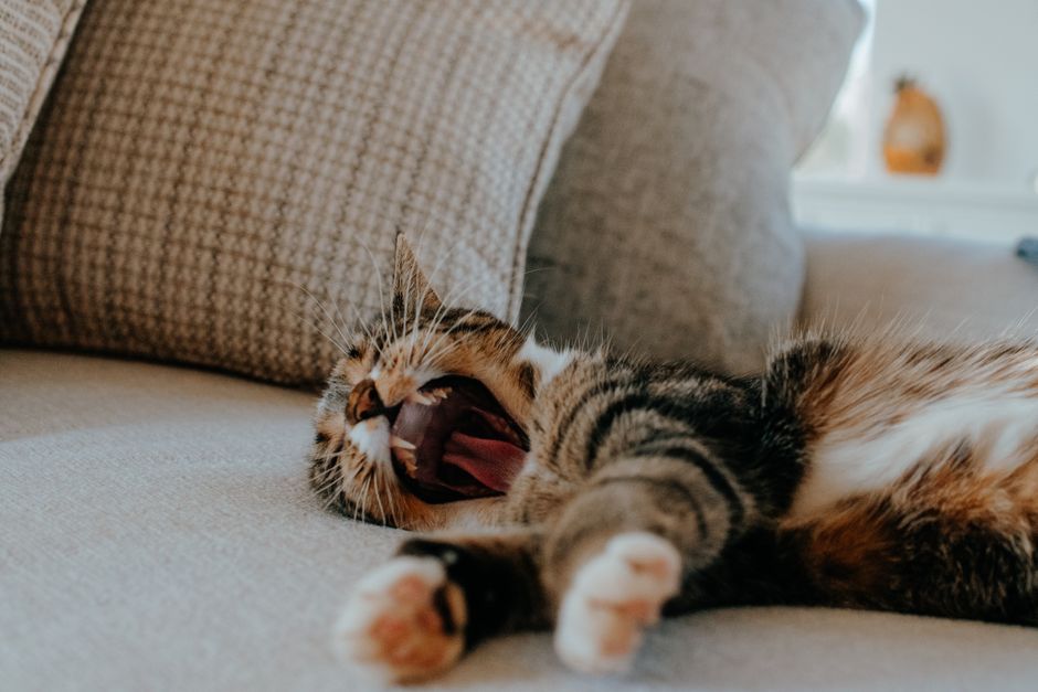 Brown tabby cat with white paws lying on its side on a beige couch, mid-yawn with its eyes shut and pink tongue showing