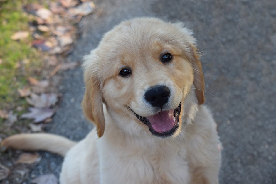 Smiling Golden Retriever puppy sitting on a path surrounded by autumn leaves.