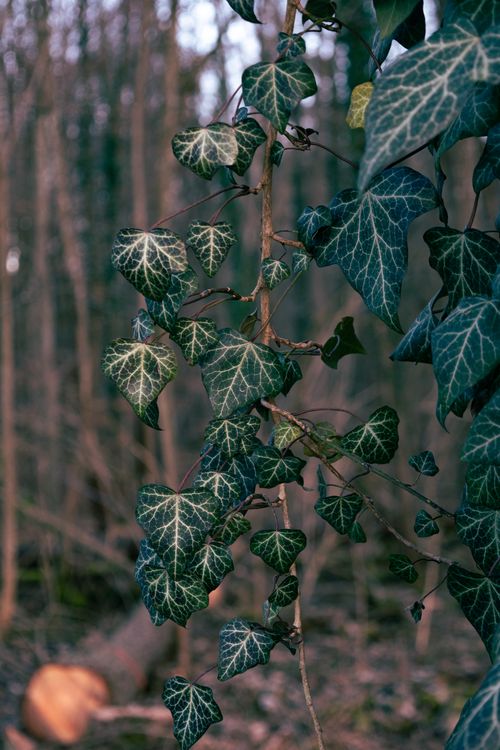 Free Detailed view of green ivy leaves against a blurred forest backdrop. Stock Photo