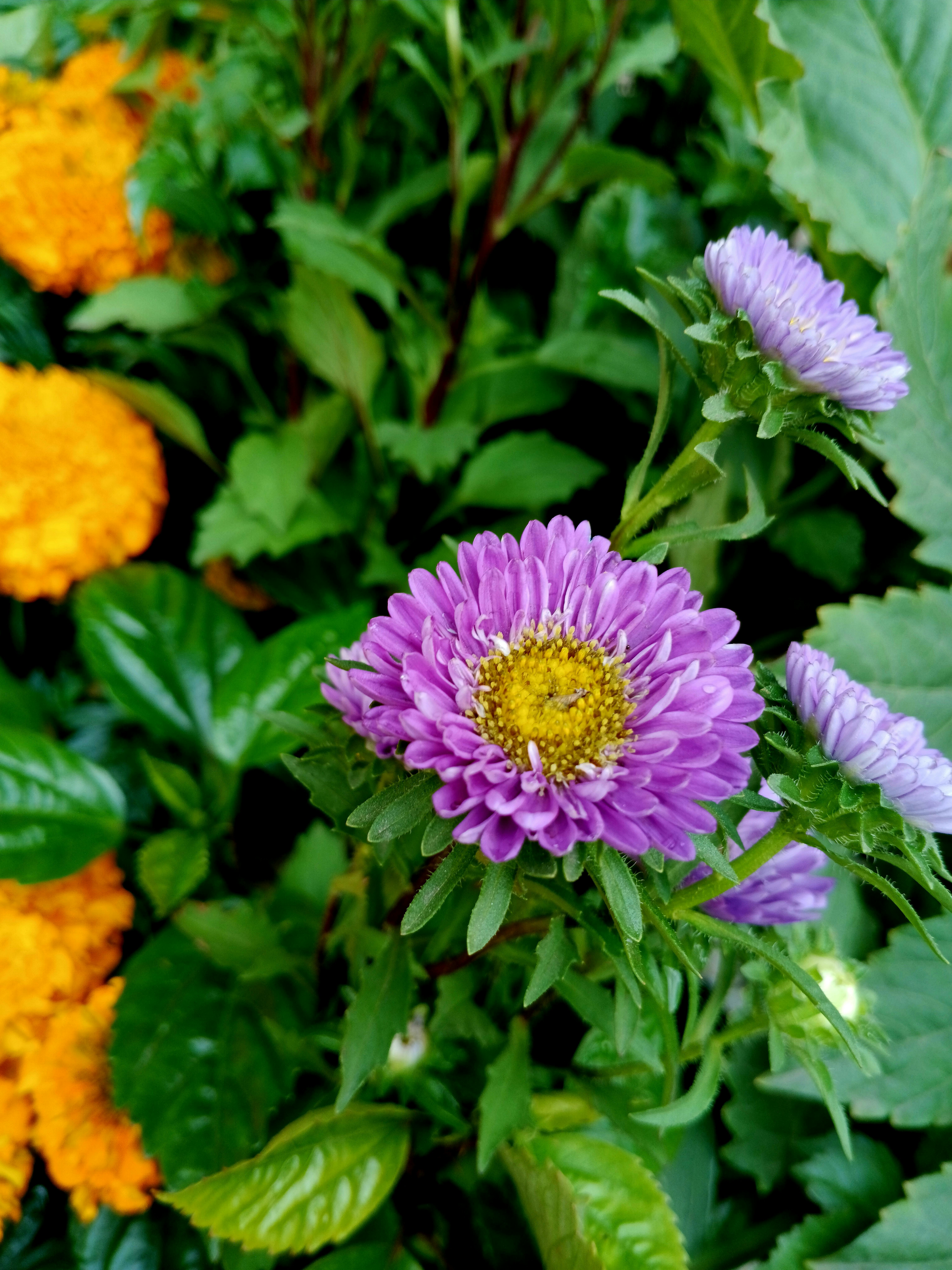 [ColoSach]-close-up-of-vivid-purple-asters-and-orange-marigolds-in-lush-garden-setting.