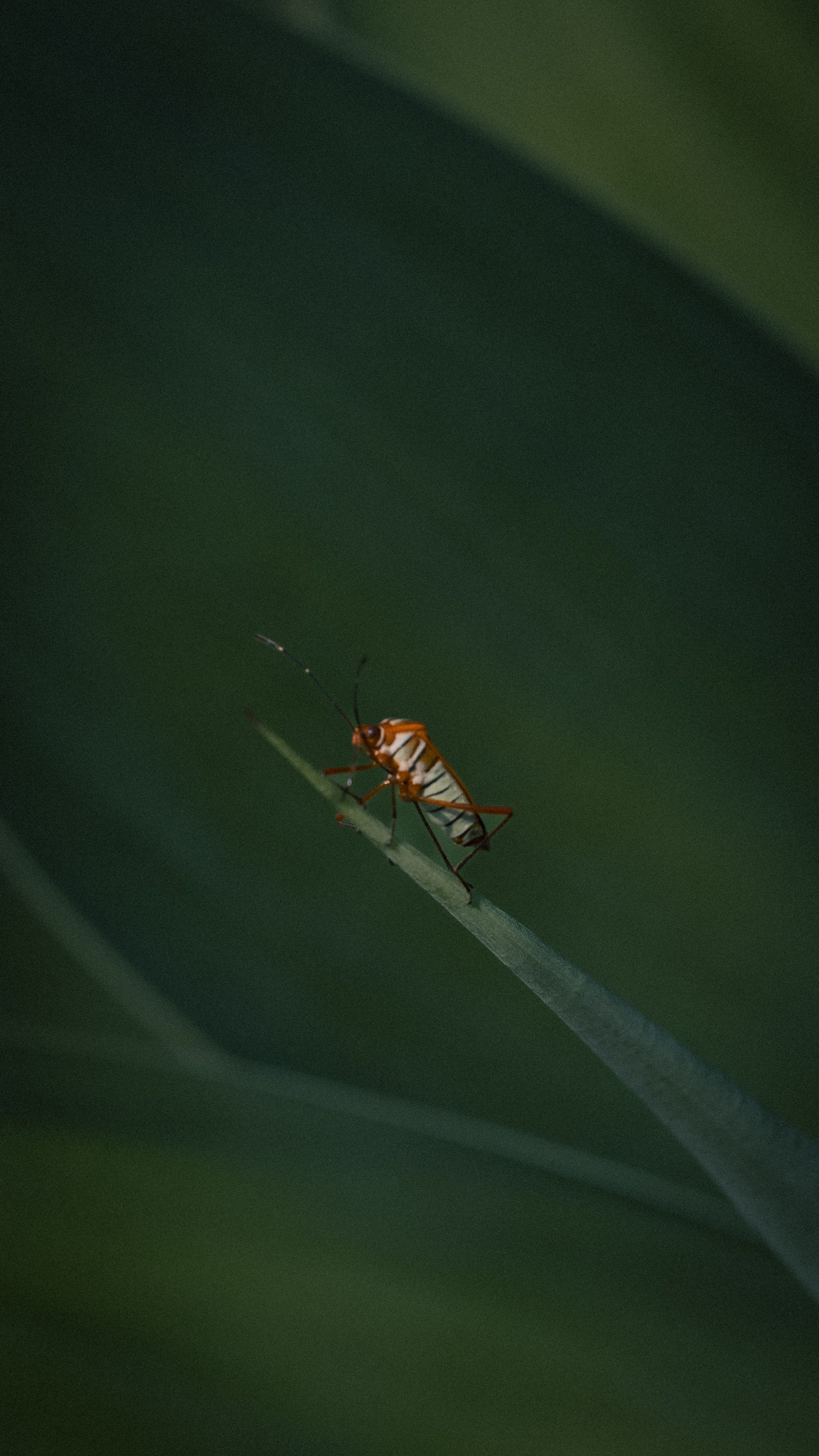 A detailed close-up of a vibrant red and white insect perched on a green leaf against a soft blurred green background.