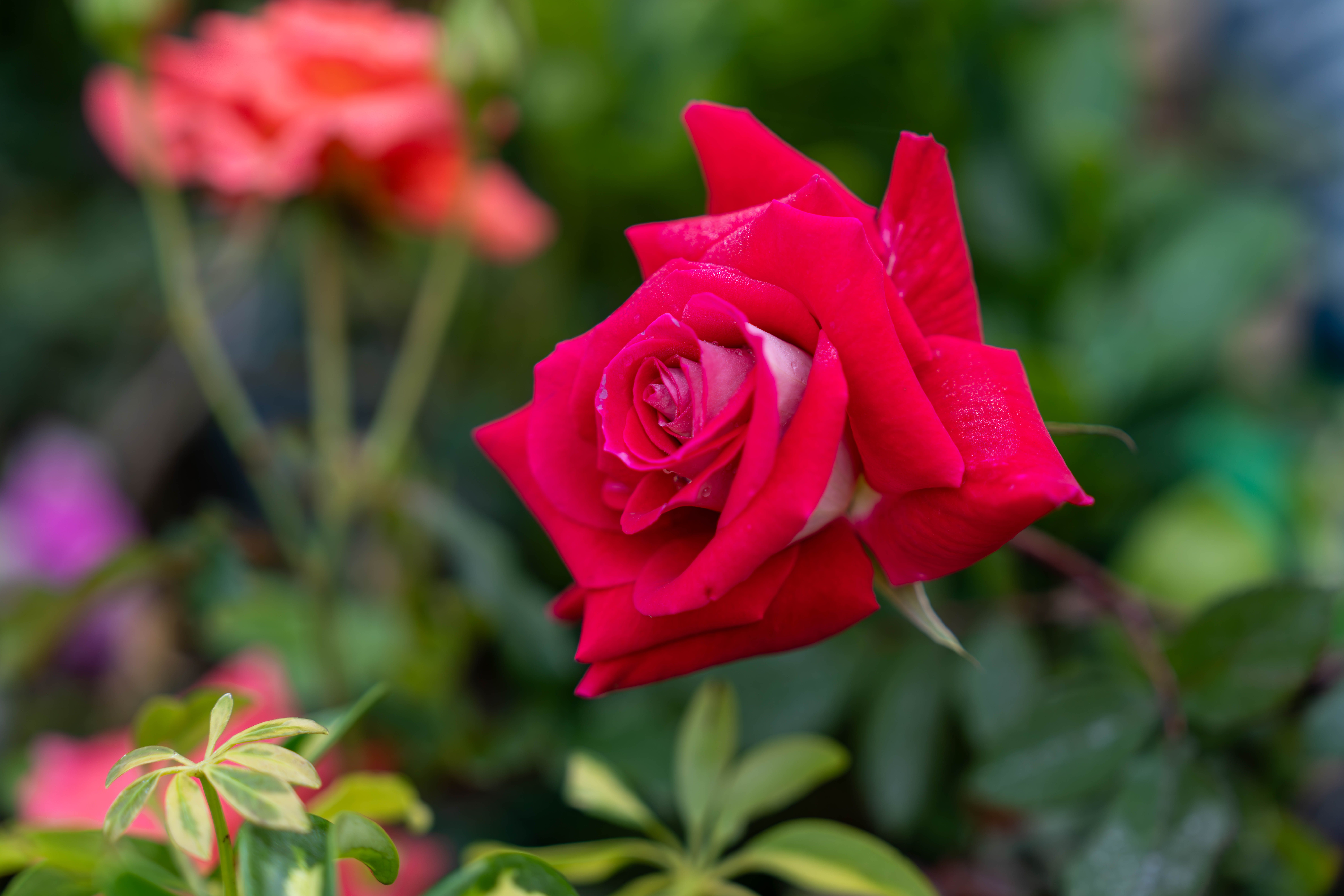 Close-up of a Vibrant Red Rose in Bloom · Free Stock Photo