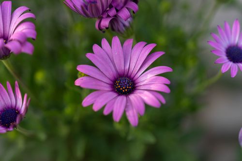 Free Vivid purple African daisies in full bloom, showcasing vibrant petals and striking colors. Stock Photo