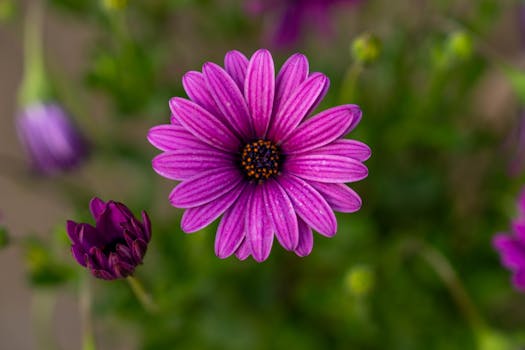 A close-up of a vibrant purple daisy flower in full bloom against a blurred green background.