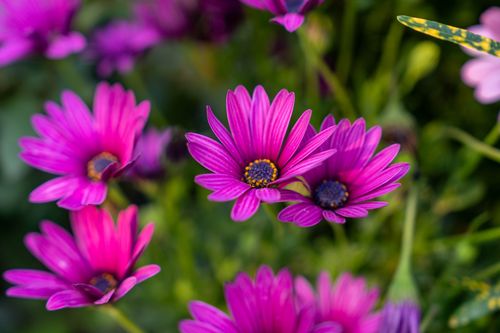 Free Close-up of vibrant purple African daisies blooming in a garden setting. Stock Photo