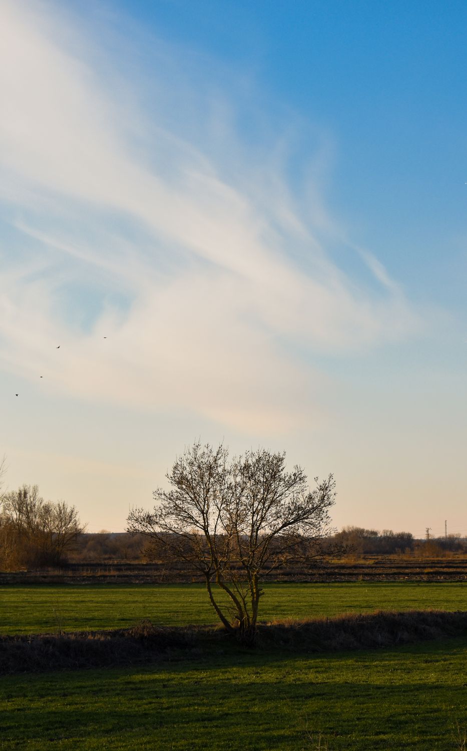 Lonely Tree in a Serene Meadow Landscape · Free Stock Photo