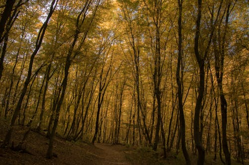 Free stock photo of autumn, forest, golden