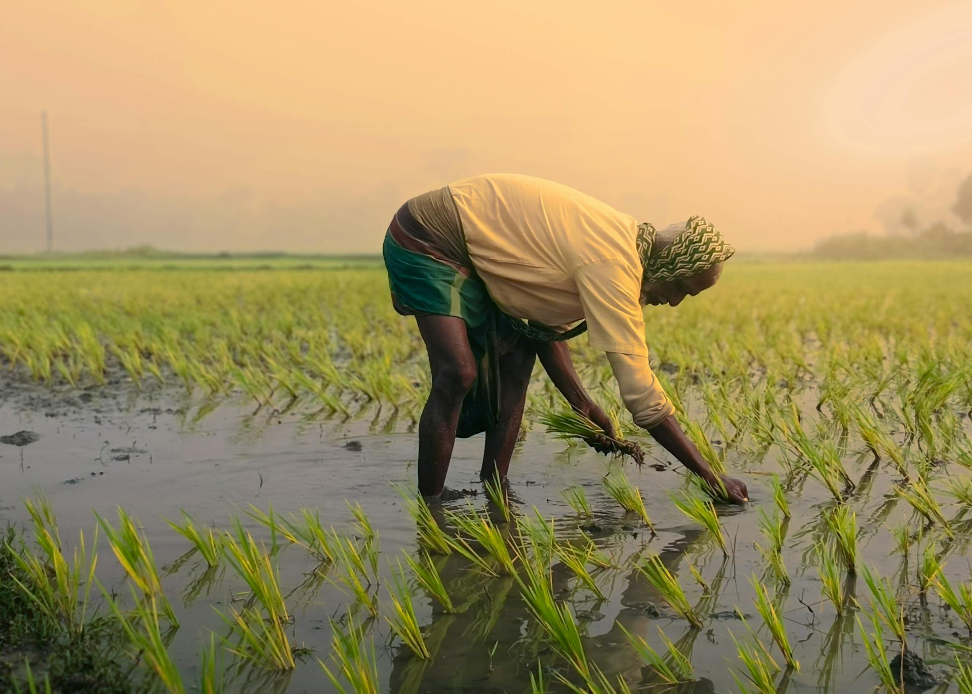 An Asian farmer working in a rice paddy at sunset, illustrating traditional agricultural practices.