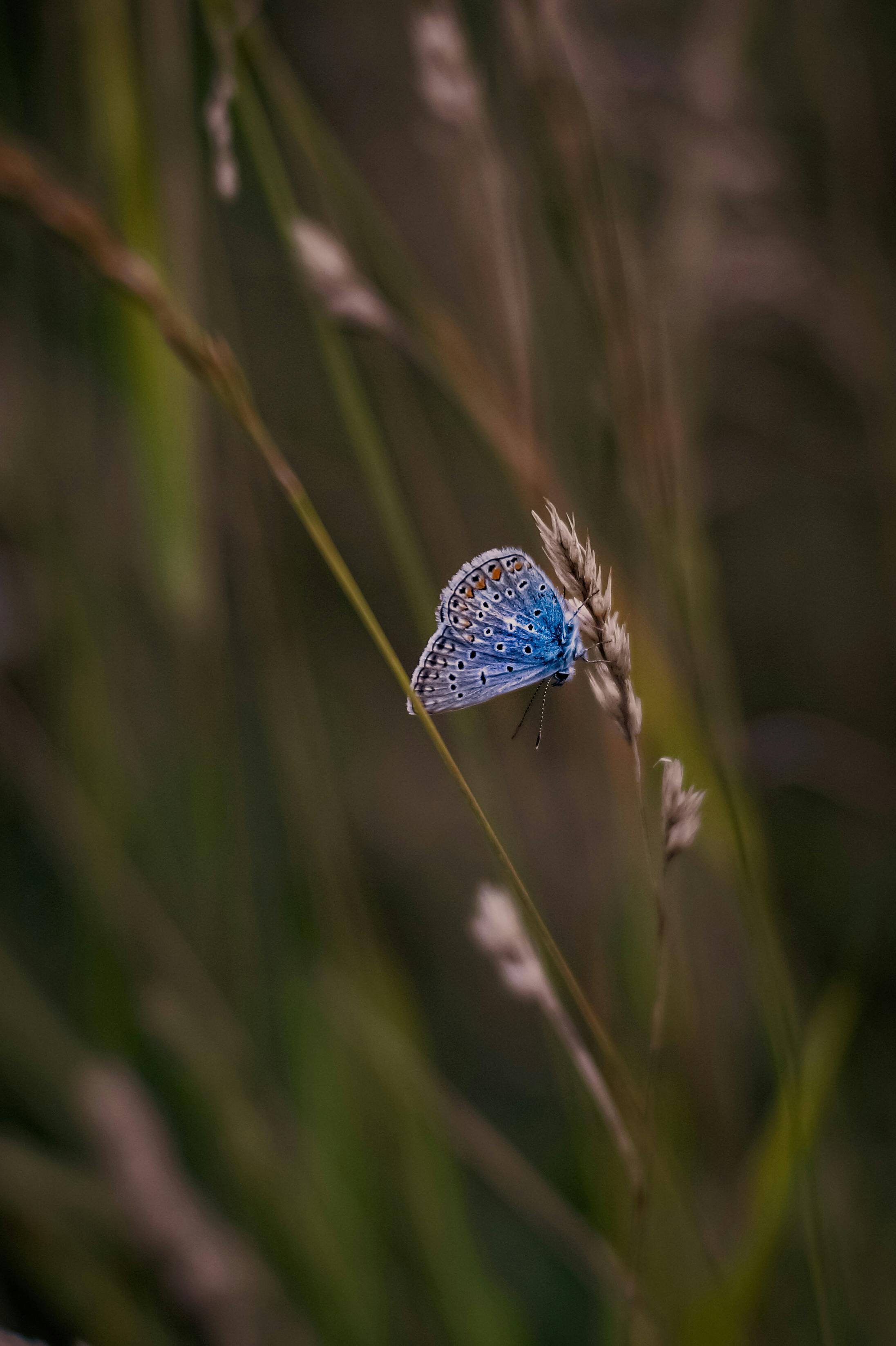 Vivid blue butterfly resting on wild grass stalk, showcasing intricate wing patterns.