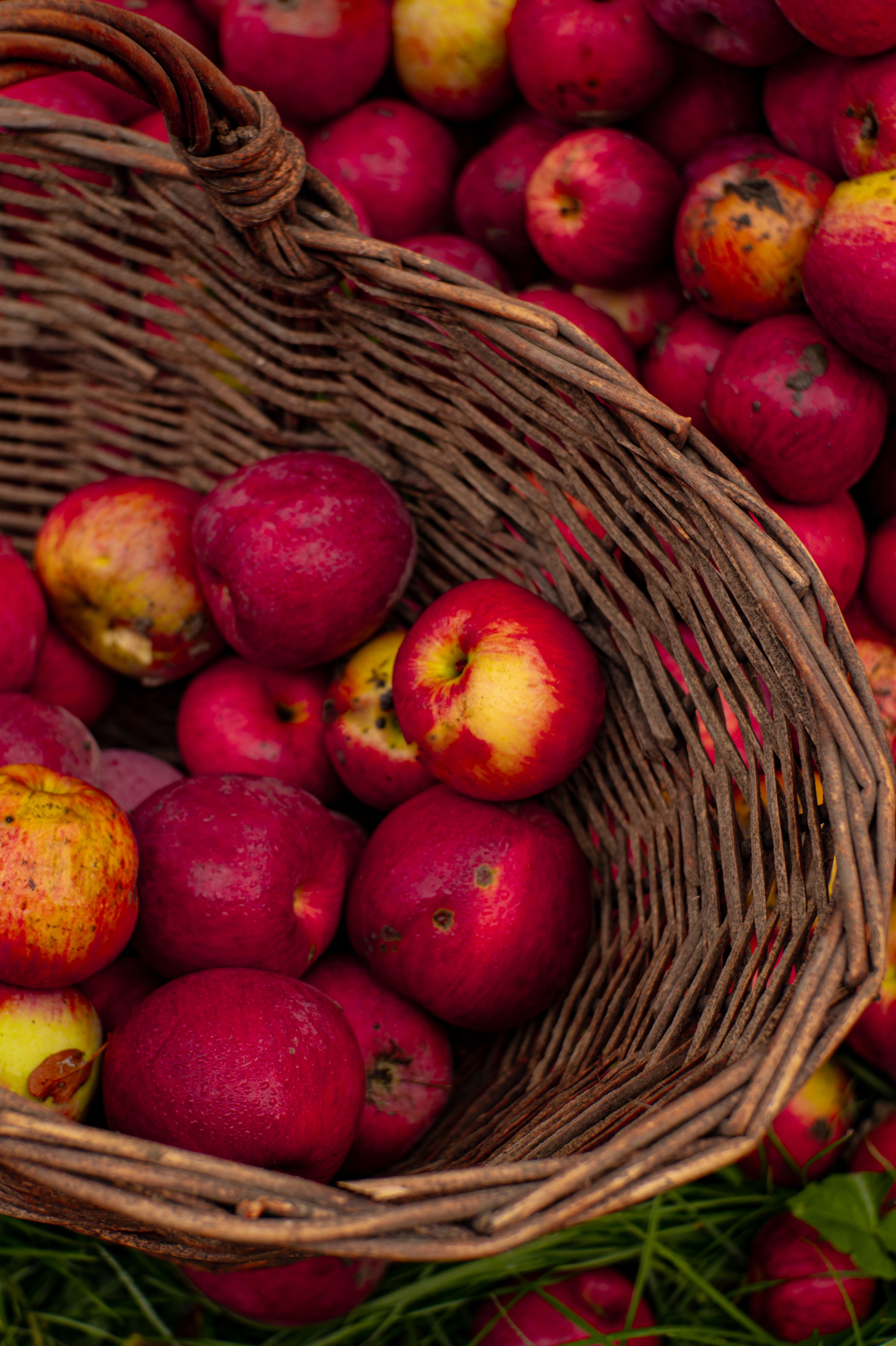The McIntosh Apple