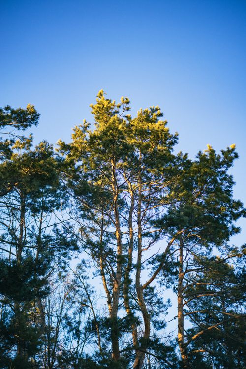 Free Tall pine trees reaching into a bright blue sky on a sunny day. Stock Photo