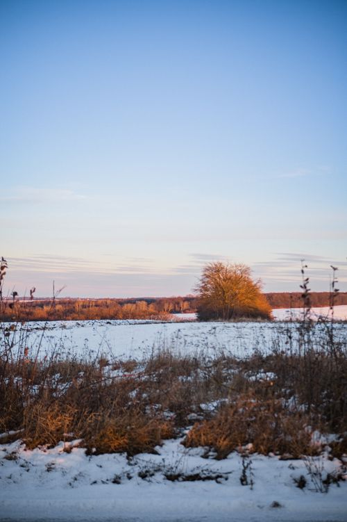 Free Snow-covered field with distant trees under a clear blue sky at sunset. Stock Photo