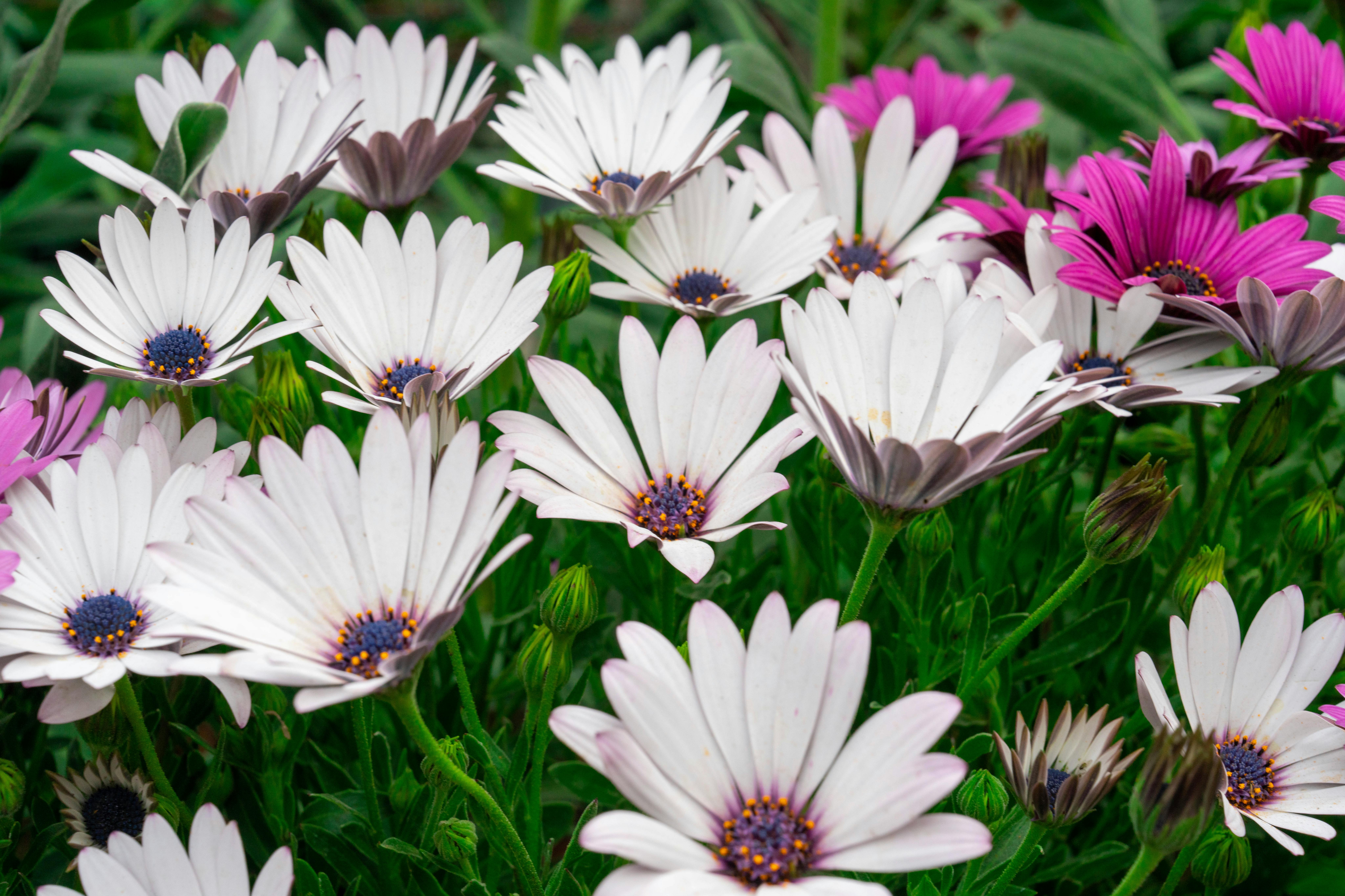 Vibrant White and Purple Daisy Blooms in Garden · Free Stock Photo