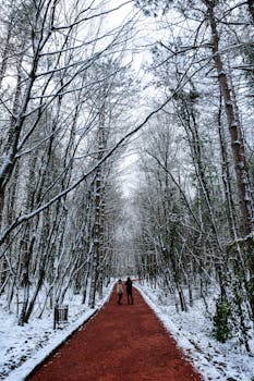 Two people walking on a snowy forest path with red leaves during daytime.